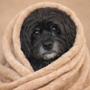 Adam K. | Tutor in Statistics | 13992669