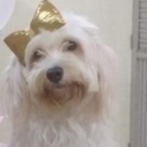 Andrew D. | Tutor in Computer Science Java | 6300102