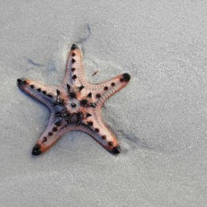 Janice L. | Tutor in Essay Writing, Essay Writing | 10976282