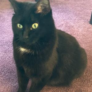 Tracy | Tutor in Algebra, Economics, Statistics | 7656042