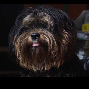 Uzochi O. | Tutor in Essay Writing, MS Excel | 13875379